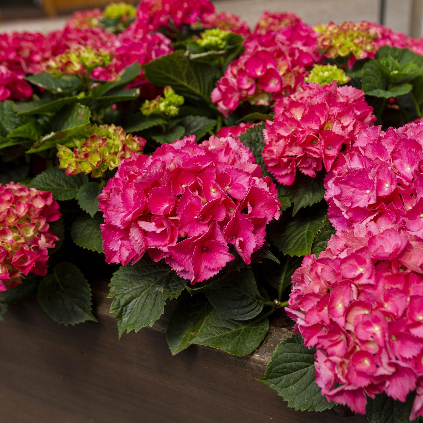 Hortensia - Hydrangea macrophylla Rood - 3 Planten - Forestbloom
