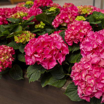 Hortensia - Hydrangea macrophylla Rood - 3 Planten - Forestbloom