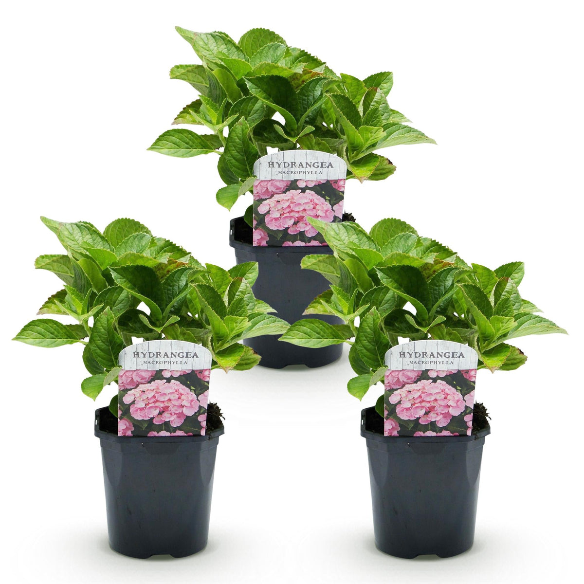 Hortensia - Hydrangea macrophylla Roze - 3 Planten - Forestbloom