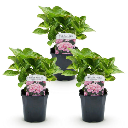 Hortensia - Hydrangea macrophylla Roze - 3 Planten - Forestbloom