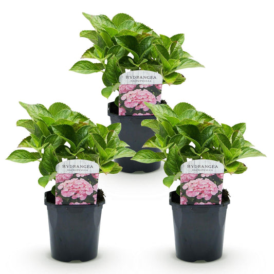 Hortensia - Hydrangea macrophylla Roze - 3 Planten - Forestbloom