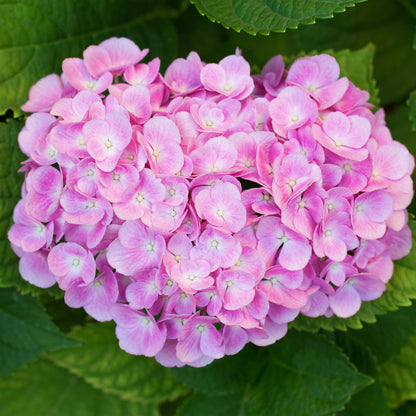 Hortensia - Hydrangea macrophylla Roze - 3 Planten - Forestbloom