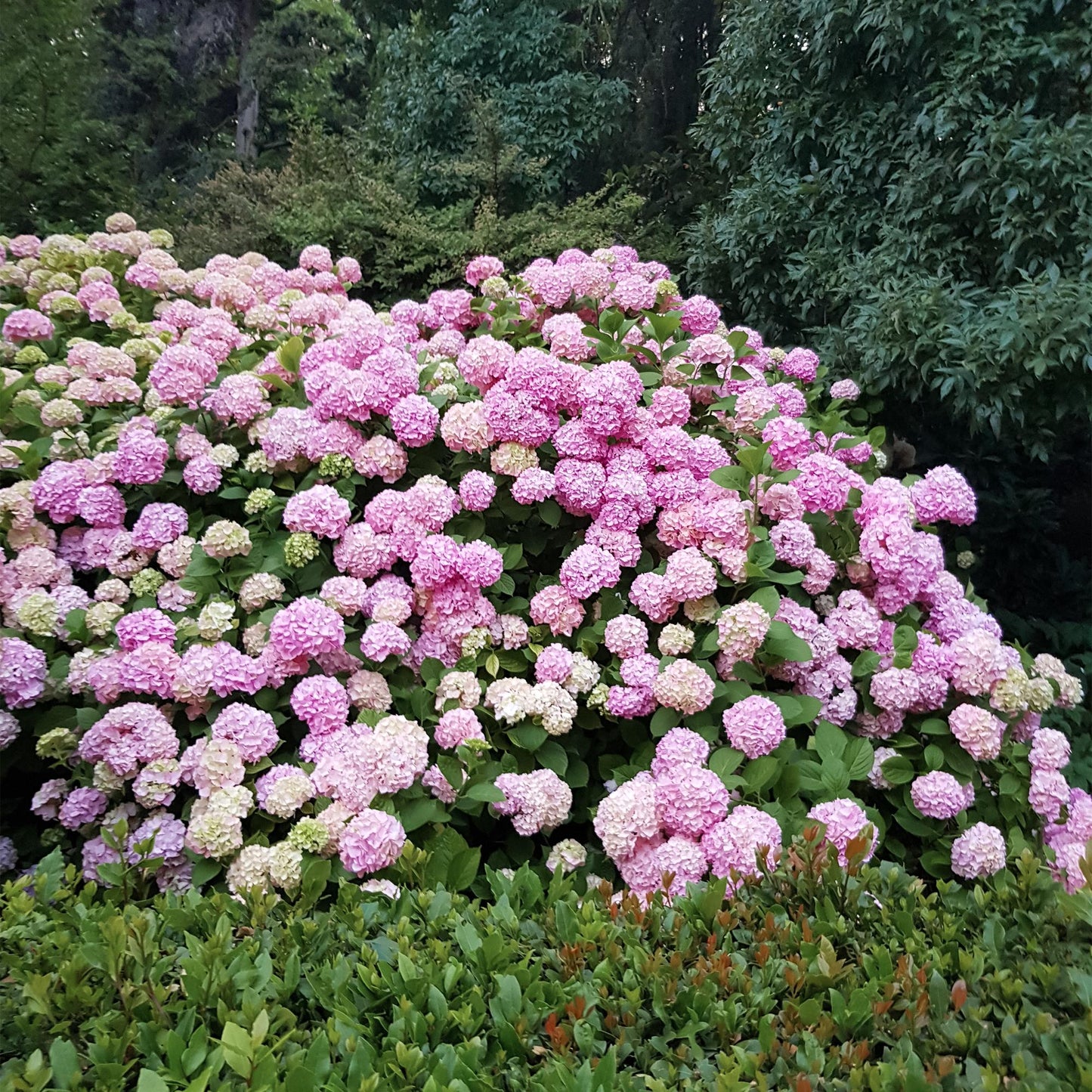 Hortensia - Hydrangea macrophylla Roze - 3 Planten - Forestbloom