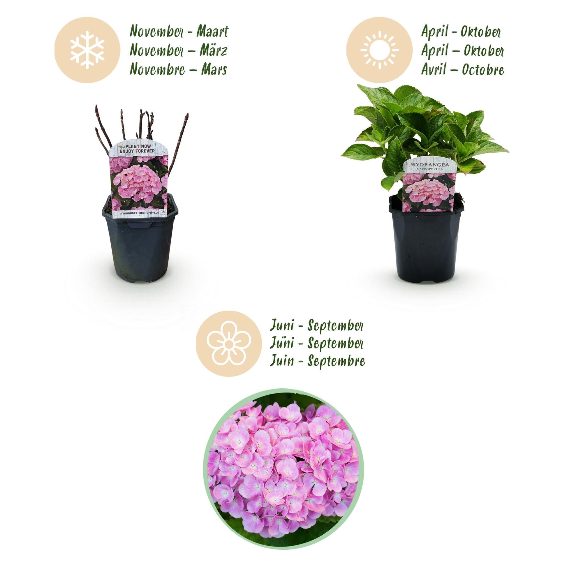 Hortensia - Hydrangea macrophylla Roze - 3 Planten - Forestbloom
