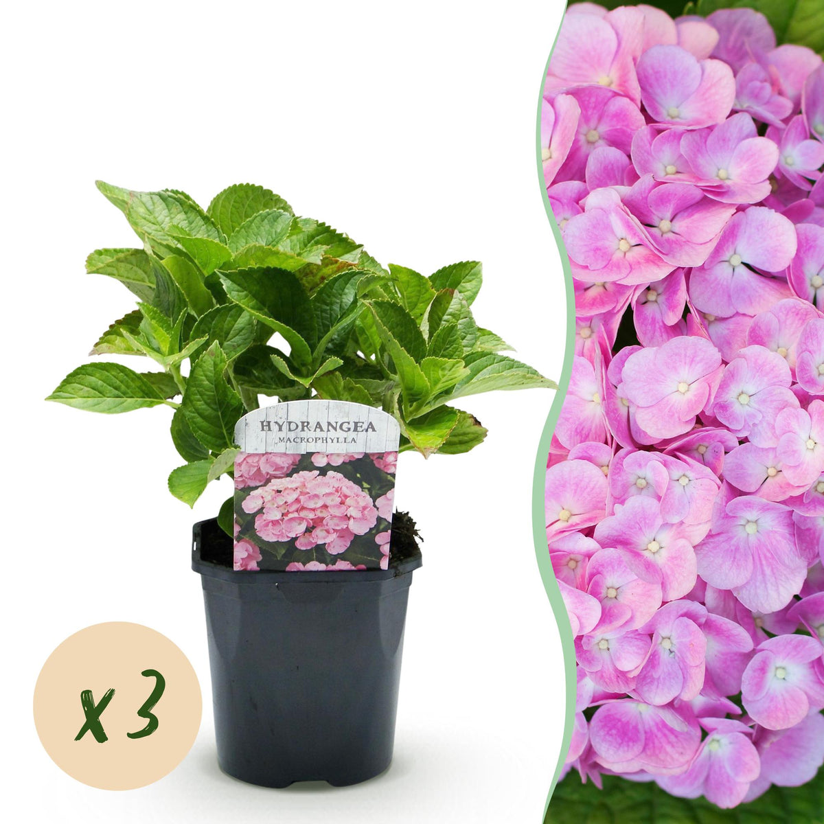 Hortensia - Hydrangea macrophylla Roze - 3 Planten - Forestbloom