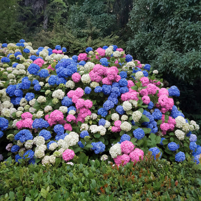 Hortensia - Hydrangea macrophylla Tricolour - Bloem Blauw, Roze en Wit - 3 Planten - Forestbloom