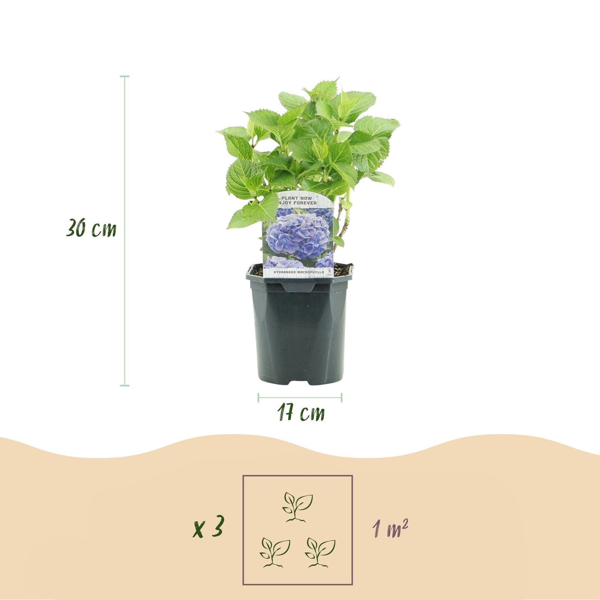 Hortensia - Hydrangea macrophylla Tricolour - Bloem Blauw, Roze en Wit - 3 Planten - Forestbloom