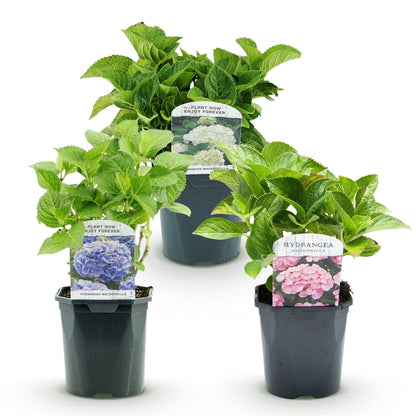 Hortensia - Hydrangea macrophylla Tricolour - Bloem Blauw, Roze en Wit - 3 Planten - Forestbloom