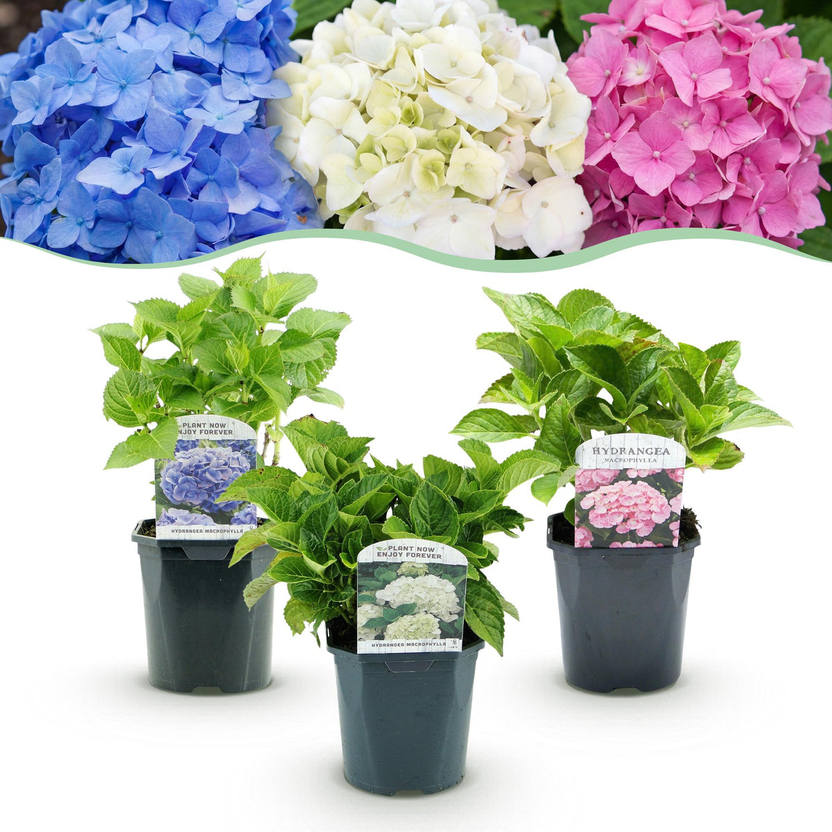 Hortensia - Hydrangea macrophylla Tricolour - Bloem Blauw, Roze en Wit - 3 Planten - Forestbloom