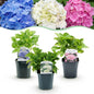 Hortensia - Hydrangea macrophylla Tricolour - Bloem Blauw, Roze en Wit - 3 Planten - Forestbloom