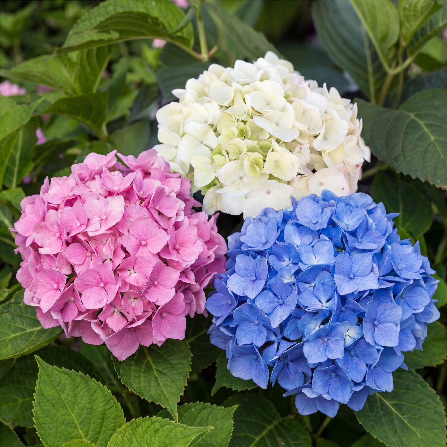 Hortensia - Hydrangea macrophylla Tricolour - Bloem Blauw, Roze en Wit - 3 Planten - Forestbloom