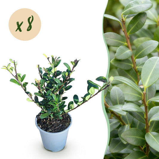 Ilex crenata Caroline Upright - 8 Planten - 1 Strekkende Meter - Forestbloom