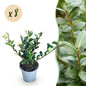 Ilex crenata Caroline Upright - 8 Planten - 1 Strekkende Meter - Forestbloom
