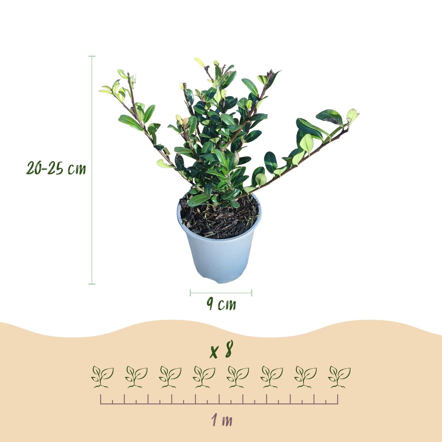 Ilex crenata Caroline Upright - 8 Planten - 1 Strekkende Meter - Forestbloom