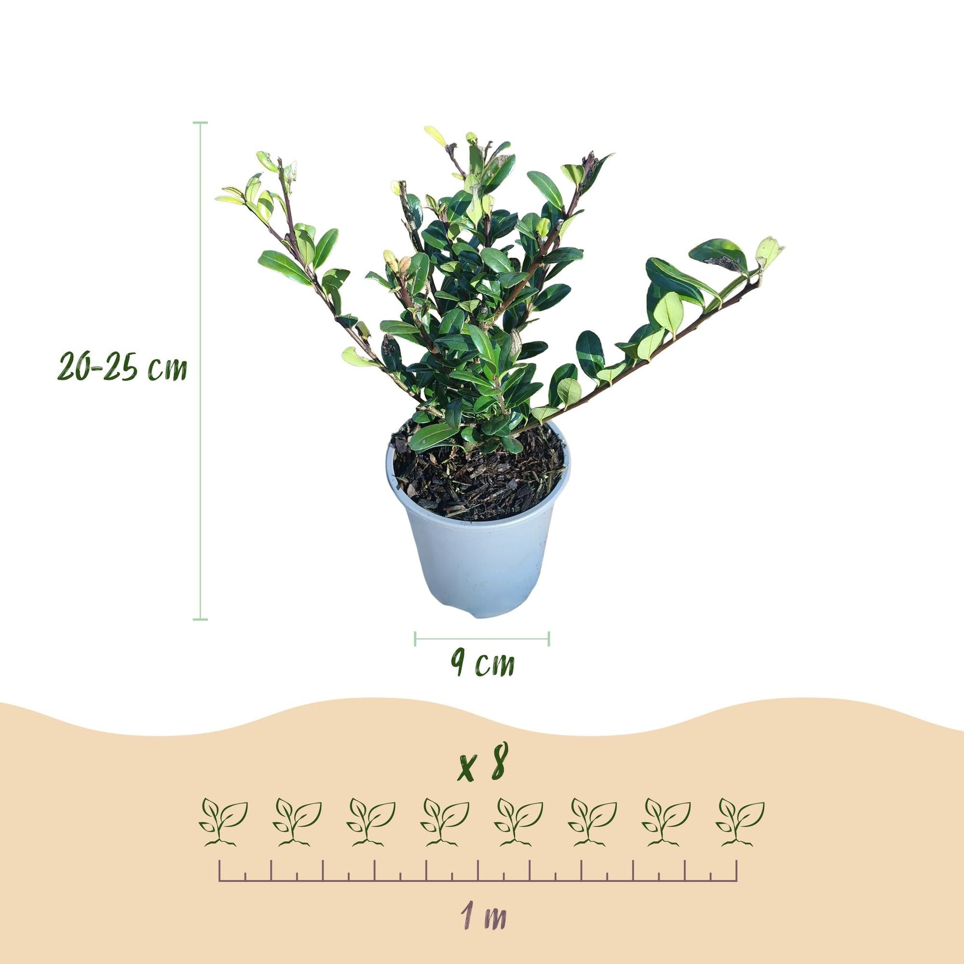 Ilex crenata Caroline Upright - 8 Planten - 1 Strekkende Meter - Forestbloom