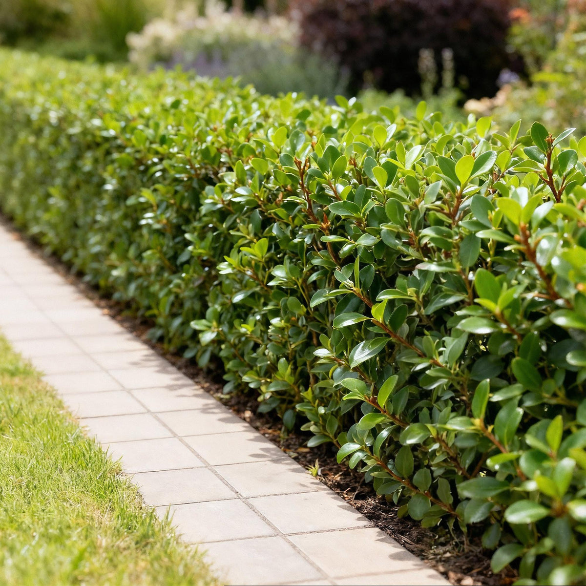 Ilex crenata Caroline Upright - 8 Planten - 1 Strekkende Meter - Forestbloom