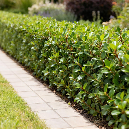 Ilex crenata Caroline Upright - 8 Planten - 1 Strekkende Meter - Forestbloom