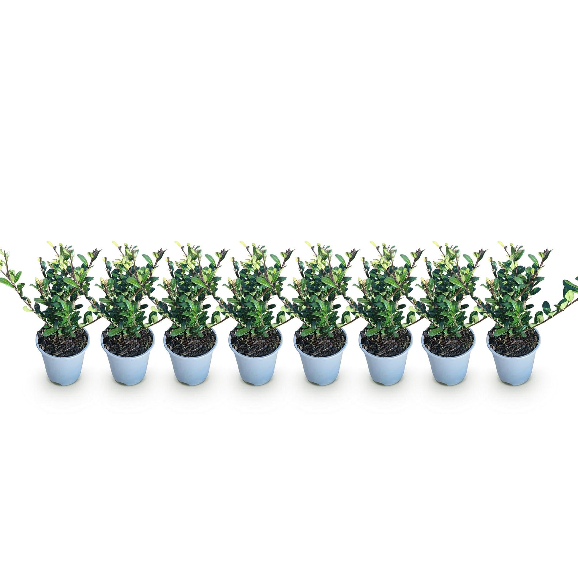 Ilex crenata Caroline Upright - 8 Planten - 1 Strekkende Meter - Forestbloom