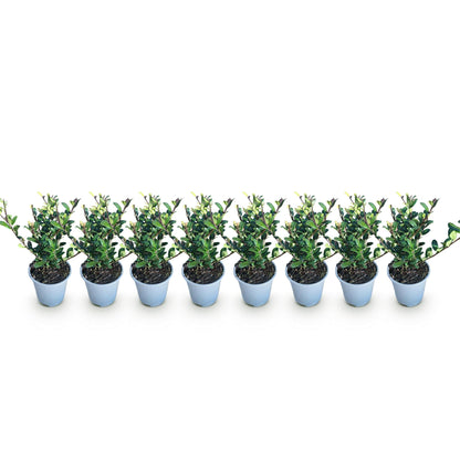 Ilex crenata Caroline Upright - 8 Planten - 1 Strekkende Meter - Forestbloom