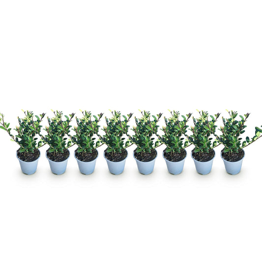 Ilex crenata Caroline Upright - 8 Planten - 1 Strekkende Meter - Forestbloom