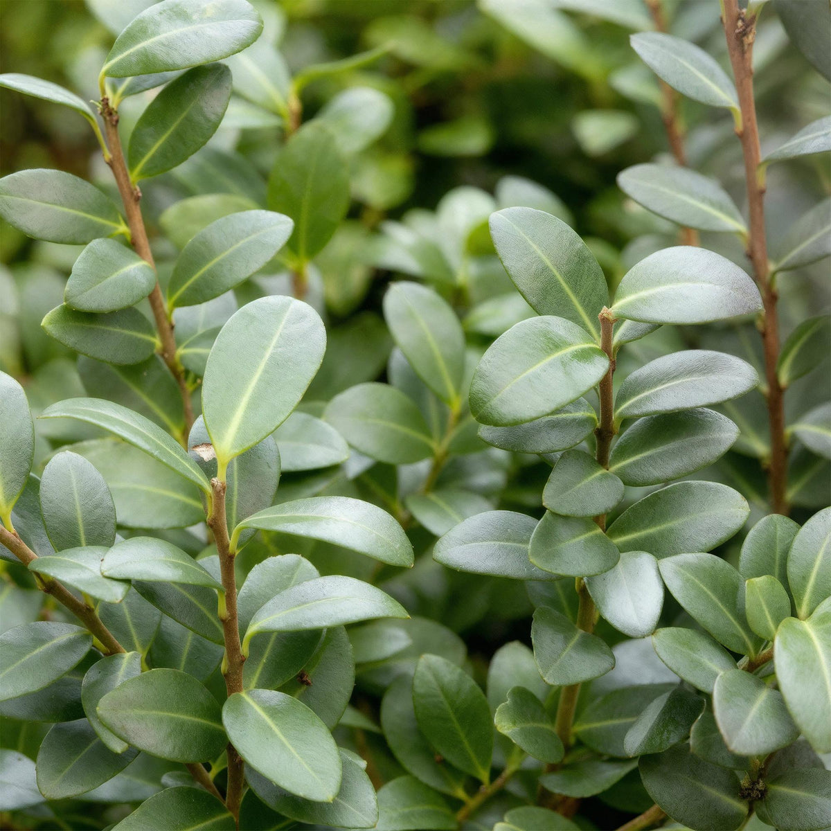 Ilex crenata Caroline Upright - 8 Planten - 1 Strekkende Meter - Forestbloom
