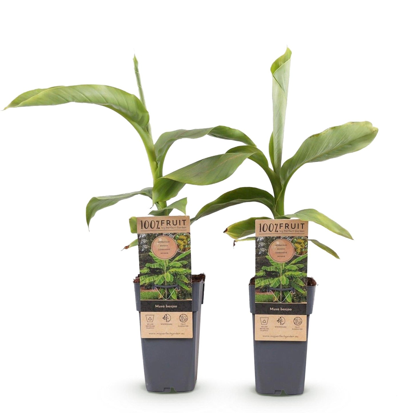 Japanse vezelbanaan - Musa Basjoo - Winterhard - 2 planten - Forestbloom