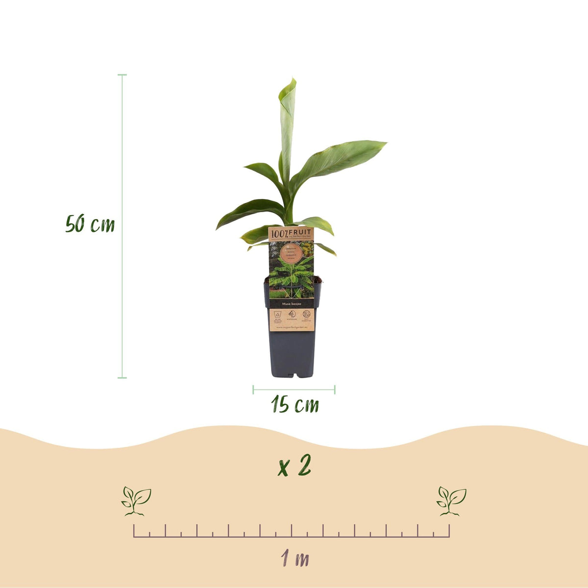 Japanse vezelbanaan - Musa Basjoo - Winterhard - 2 planten - Forestbloom