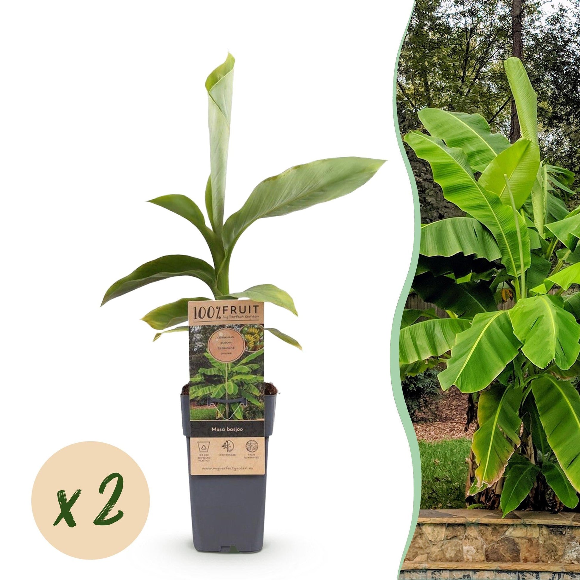 Japanse vezelbanaan - Musa Basjoo - Winterhard - 2 planten - Forestbloom