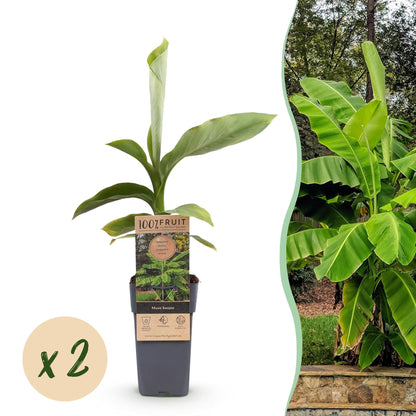 Japanse vezelbanaan - Musa Basjoo - Winterhard - 2 planten - Forestbloom