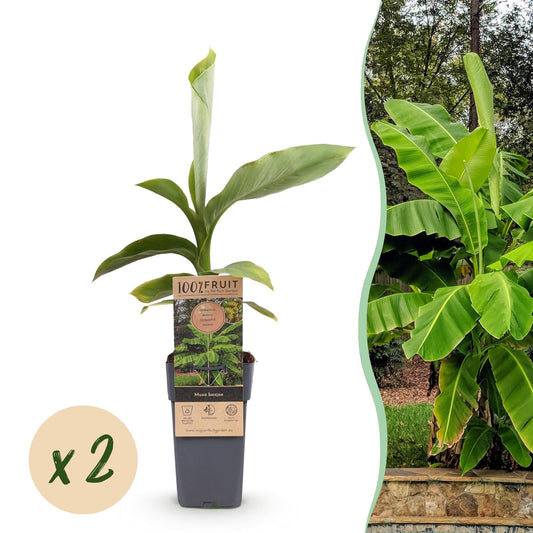Japanse vezelbanaan - Musa Basjoo - Winterhard - 2 planten - Forestbloom