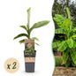 Japanse vezelbanaan - Musa Basjoo - Winterhard - 2 planten - Forestbloom