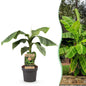 Japanse vezelbanaan - Musa Basjoo - Winterhard - Forestbloom