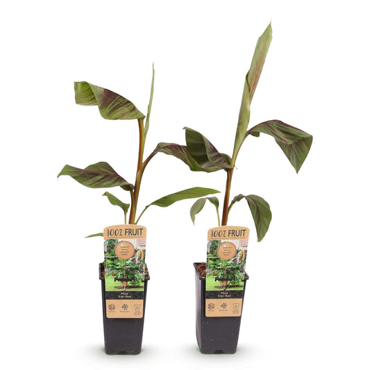 Japanse vezelbanaan - Musa Ever Red - Winterhard - 2 planten - Forestbloom