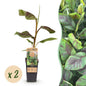 Japanse vezelbanaan - Musa Ever Red - Winterhard - 2 planten - Forestbloom