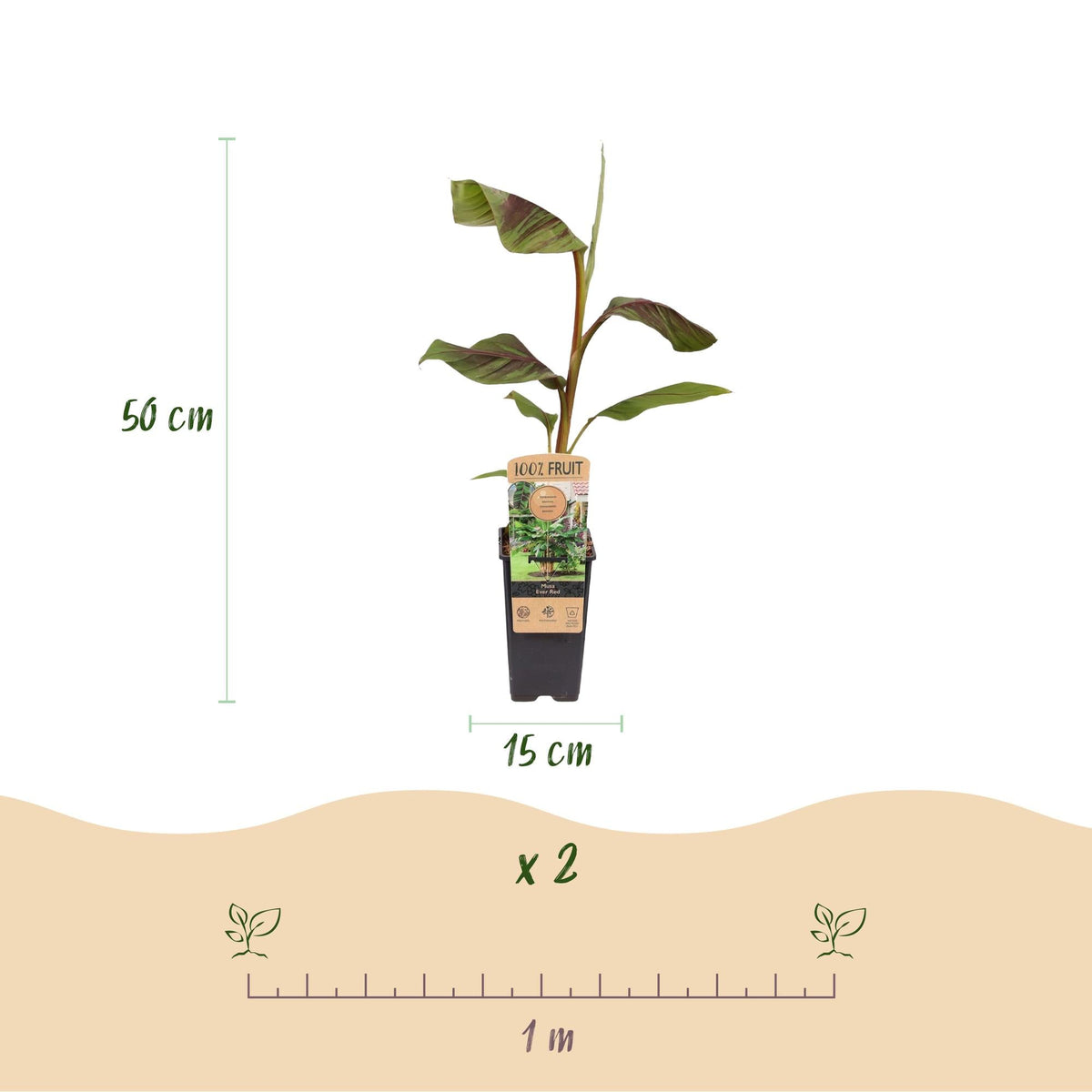 Japanse vezelbanaan - Musa Ever Red - Winterhard - 2 planten - Forestbloom