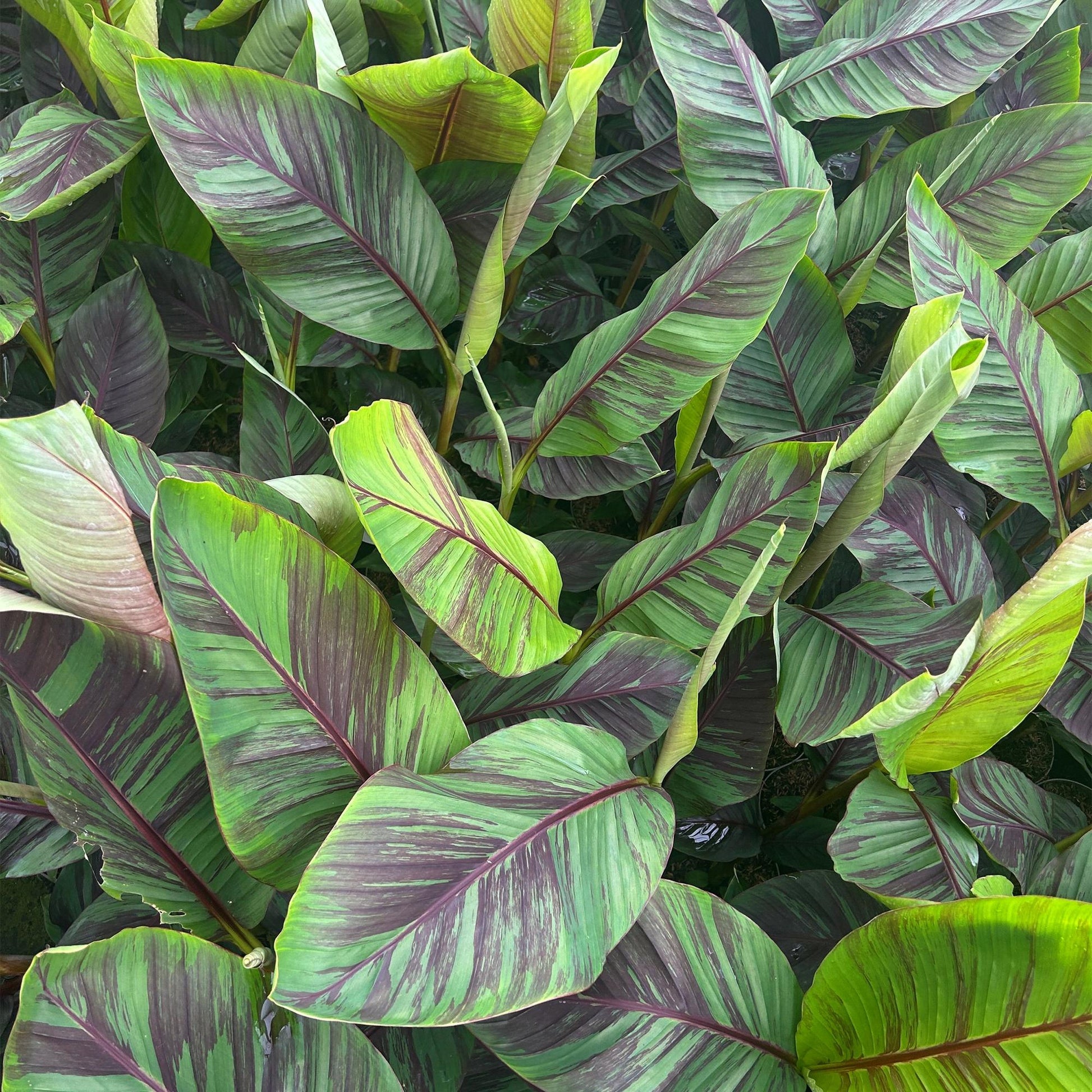 Japanse vezelbanaan - Musa Ever Red - Winterhard - Forestbloom