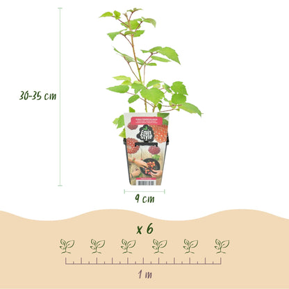 Japanse Wijnbes - Rubus Phoenicolasius - Winterhard - 3 Planten - Forestbloom