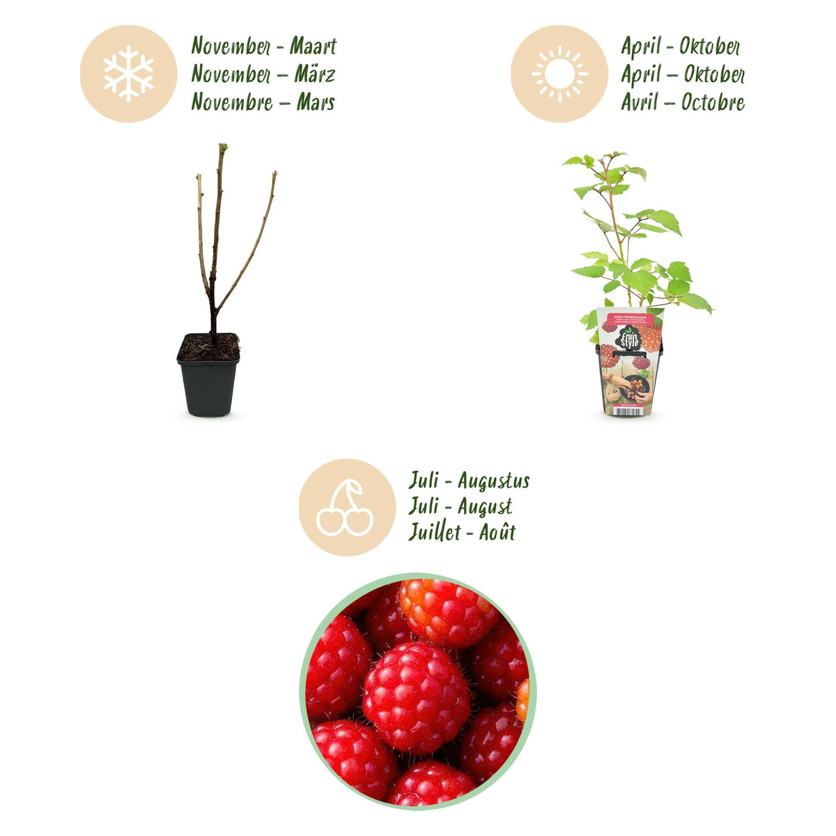 Japanse Wijnbes - Rubus Phoenicolasius - Winterhard - 6 Planten - Forestbloom
