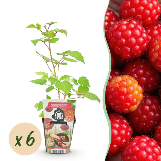 Japanse Wijnbes - Rubus Phoenicolasius - Winterhard - 6 Planten - Forestbloom