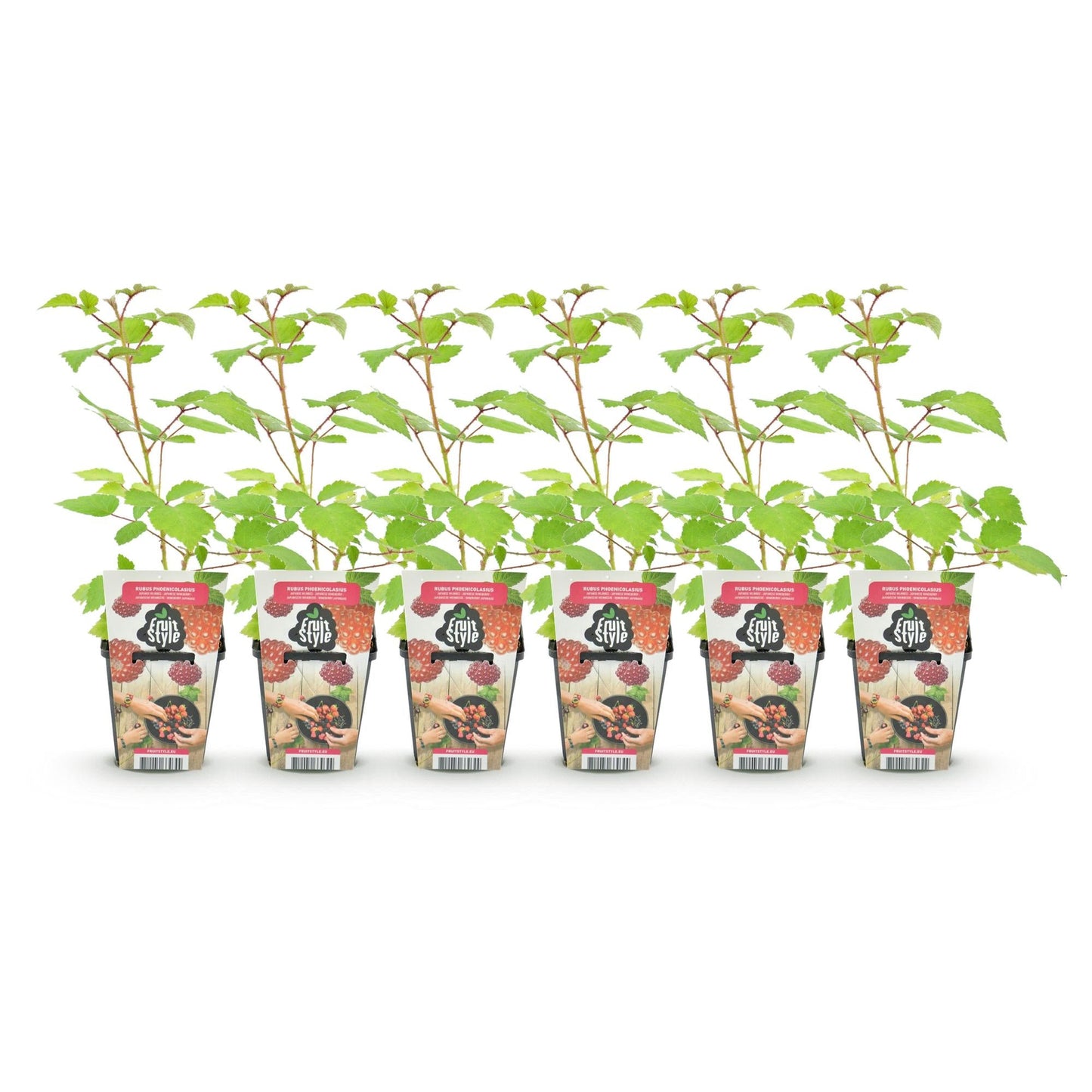 Japanse Wijnbes - Rubus Phoenicolasius - Winterhard - 6 Planten - Forestbloom