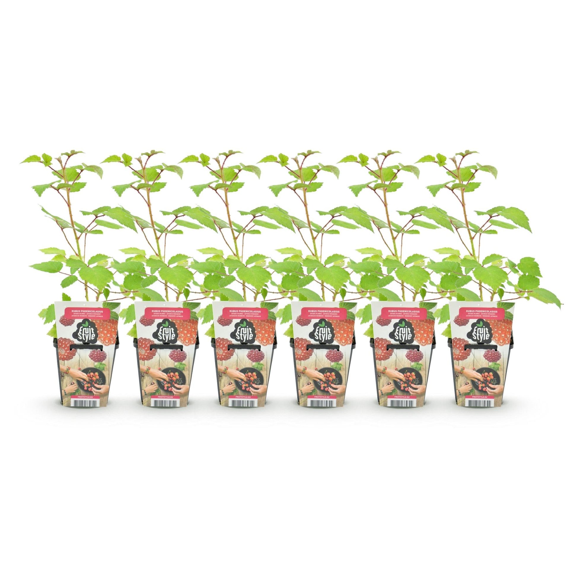 Japanse Wijnbes - Rubus Phoenicolasius - Winterhard - 6 Planten - Forestbloom