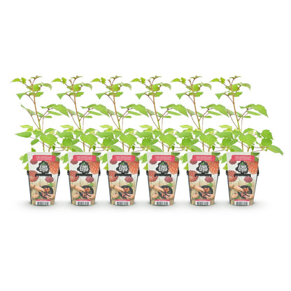 Japanse Wijnbes - Rubus Phoenicolasius - Winterhard - 6 Planten - Forestbloom