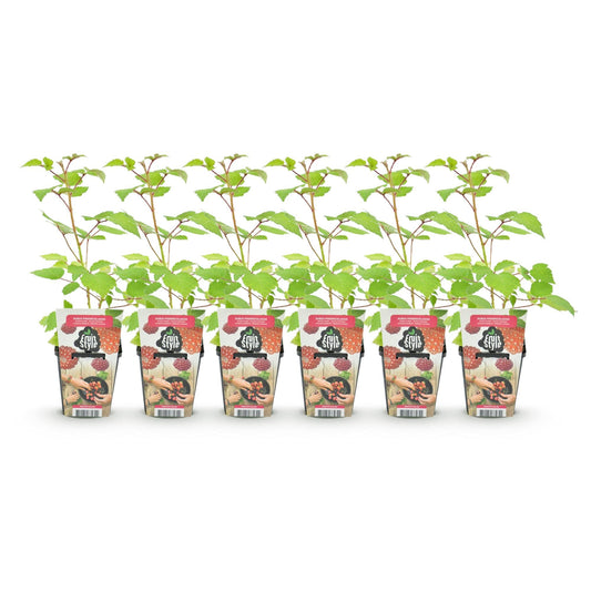 Japanse Wijnbes - Rubus Phoenicolasius - Winterhard - 6 Planten - Forestbloom