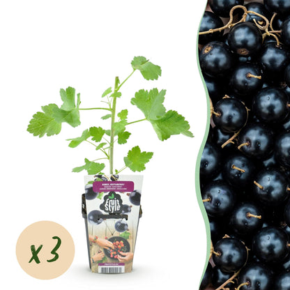 Jostabes - Ribes Jostabes - Winterhard - 3 Planten - Forestbloom