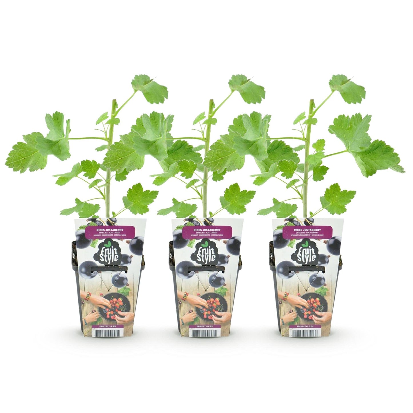 Jostabes - Ribes Jostabes - Winterhard - 3 Planten - Forestbloom