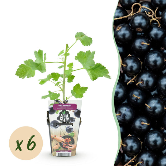 Jostabes - Ribes Jostabes - Winterhard - 6 Planten - Forestbloom