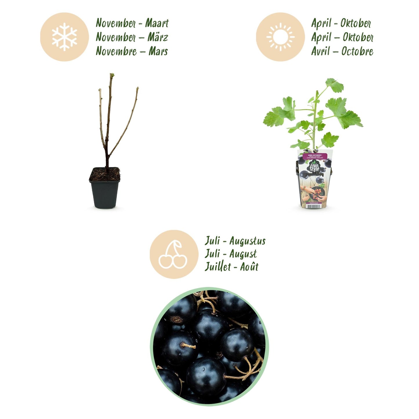 Jostabes - Ribes Jostabes - Winterhard - 6 Planten - Forestbloom