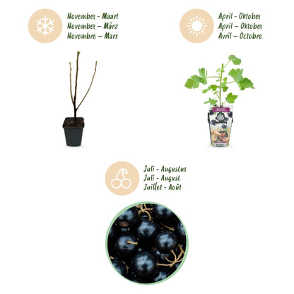 Jostabes - Ribes Jostabes - Winterhard - 6 Planten - Forestbloom