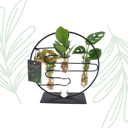 Kamerplanten Mix In Dubai 2.0 Glas - Forestbloom