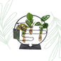 Kamerplanten Mix In Dubai 2.0 Glas - Forestbloom